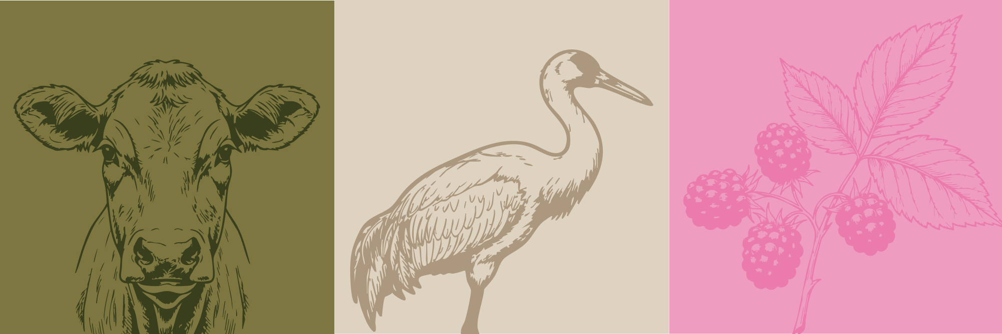 Cow, crane, and blackberry illustrations